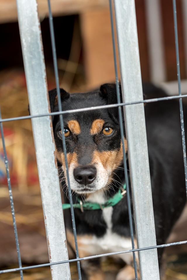 Hoe adoptie bijdraagt aan dierenwelzijn